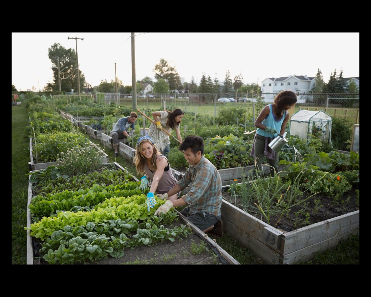 Diverse group of adults gardening
