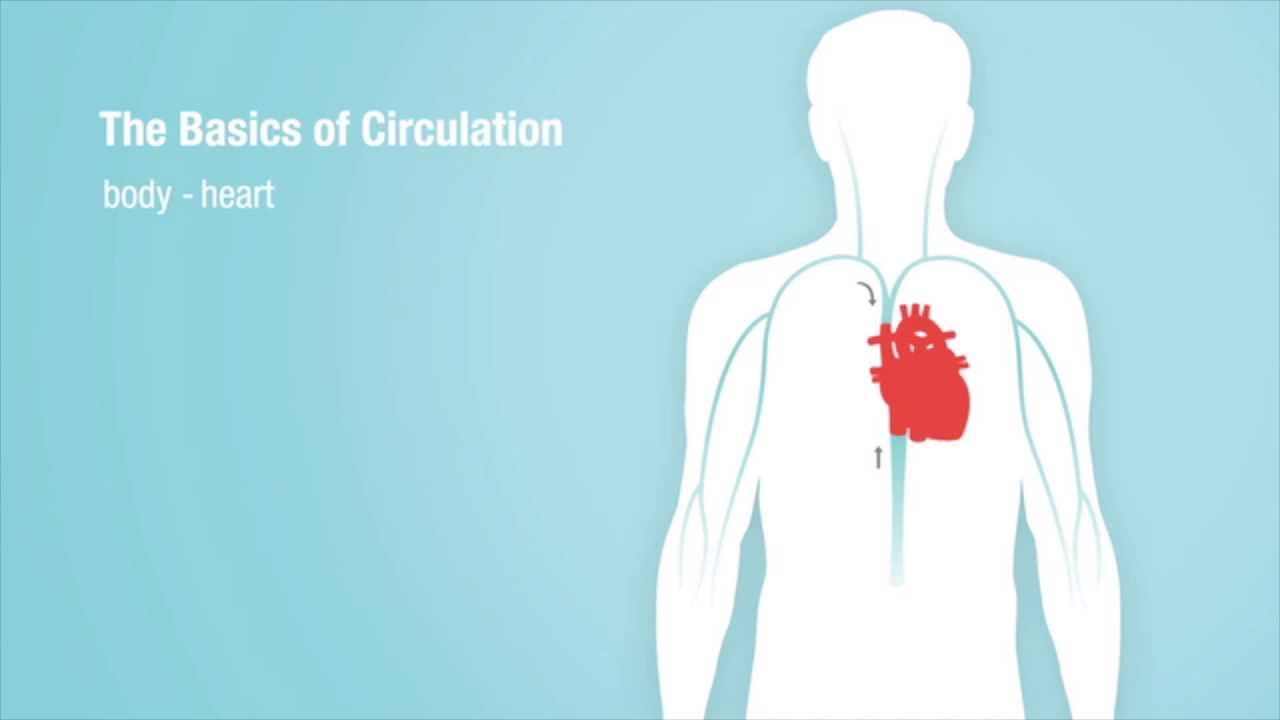 The Basics of Heart Circulation video screenshot