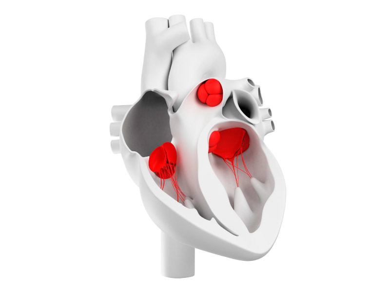 Computer artwork showing the valves of the heart. (SCIEPRO/Science Photo Library, Getty Images)